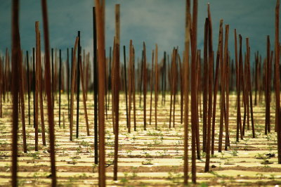 Greenhouses in the Desert