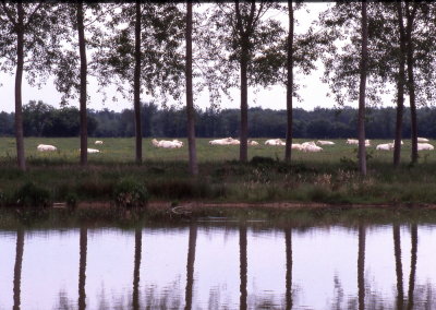 Resting Cows