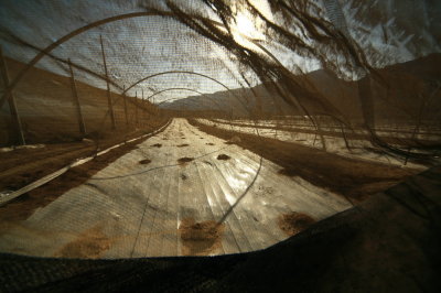 Greenhouses in the Desert