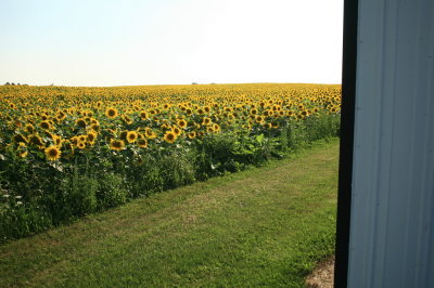 Sunflowers