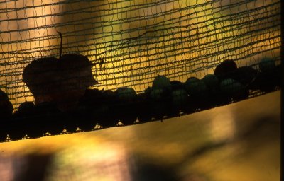 Olive Picking Nets