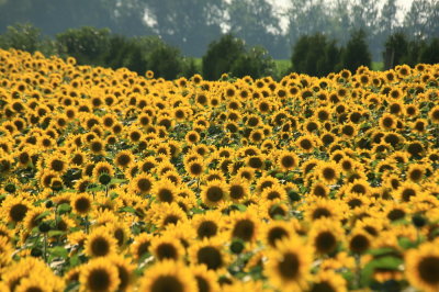 Sunflowers