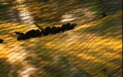 Olive Picking Nets