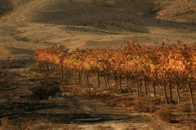 Vineyard in the Desert