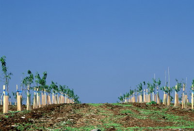 Young Plantation