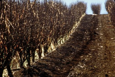 Sloping Orchard