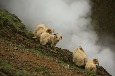 Reykjadalir hot springs, sheep, 10-6 - 3039.JPG