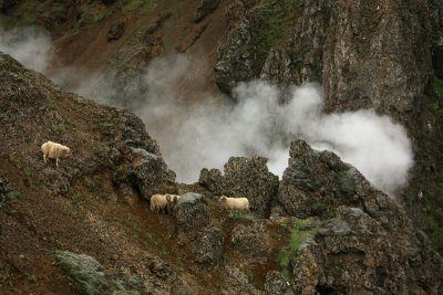 Reykjadalir hot springs, sheep, 10-6 - 3105.JPG