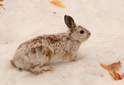 Snowshoe Hare in Spring