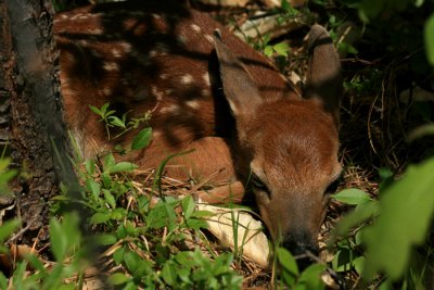 Brand New Fawn