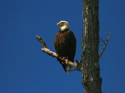 Bald Eagle at Lake Umbagog