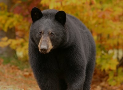 Black Bear in Autumn (a)