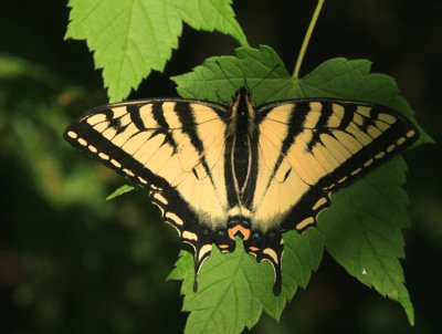 Eastern Tiger Swallowtail