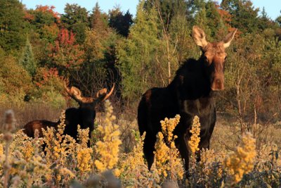 Curious Cow Moose