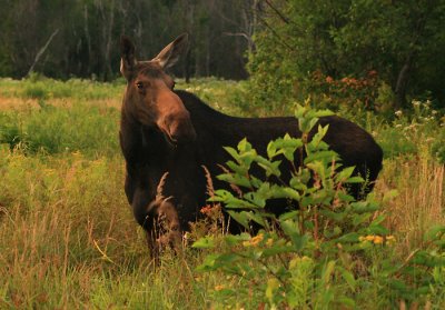 Cow Moose in Summer