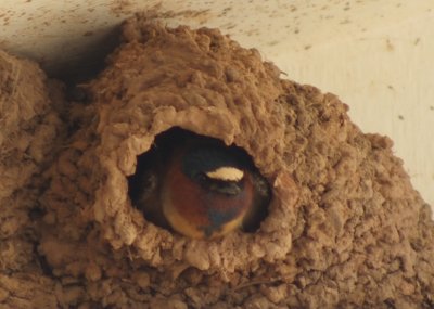 Cliff Swallow