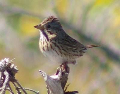 Lincoln Sparrow