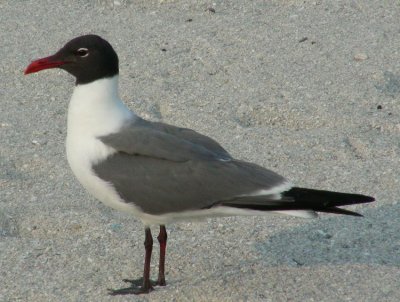 Laughing Gull