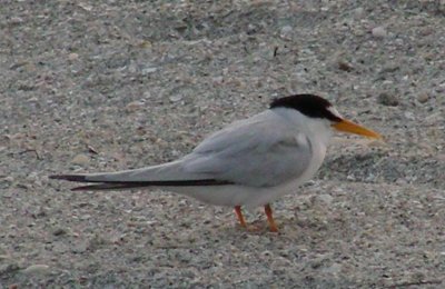 Least Tern