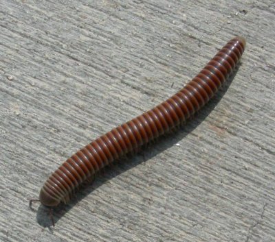 Millipede