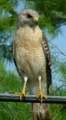 red_shouldered_hawk