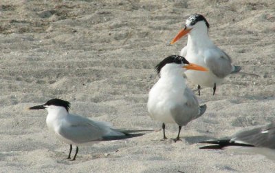 Sandwich and Royal Terns