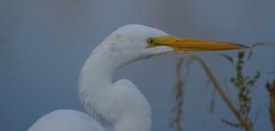 herons_egrets_etc