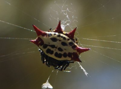 florida_08