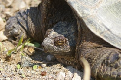 Snapping turtle