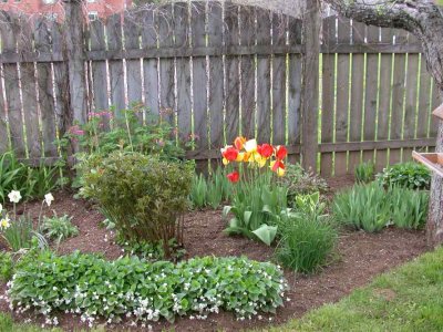 Spring time in the Garden