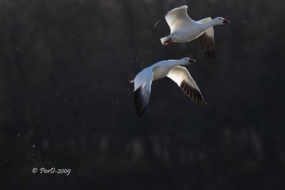Resize of _MG_5065_1_1.jpg