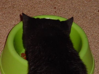 black kitten eating