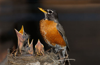 166 Robin chicks feeding 6.jpg