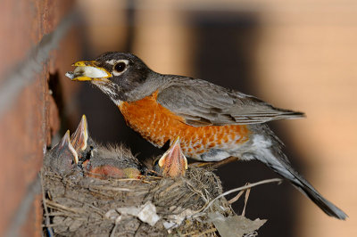 166 Robin houscleaning.jpg