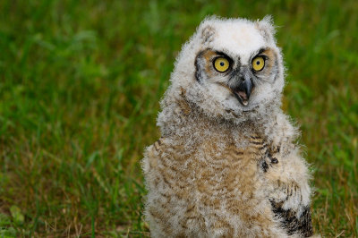 170 Baby Horned Owl 3.jpg