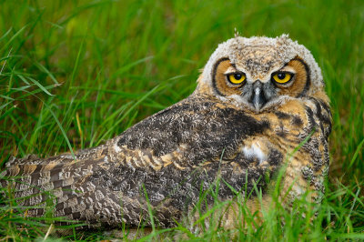 170 Horned Owl 2.jpg