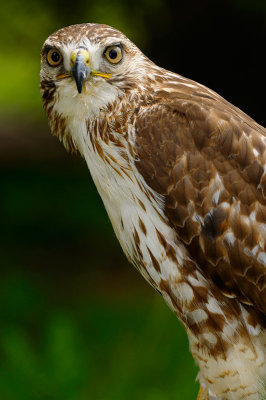 170 Red Tailed Hawk 3.jpg