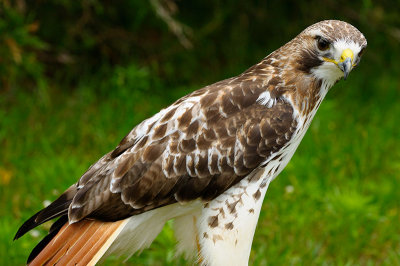 170 Red Tailed Hawk 6.jpg