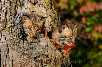 178 Bobcat kittens 4.jpg