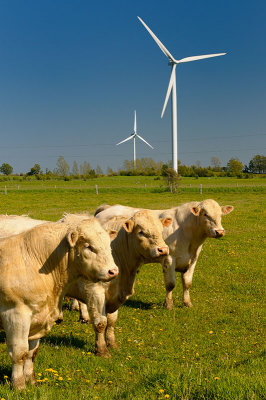 168 Bulls and Turbines 2.jpg