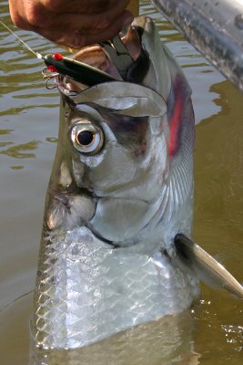 Paul's tarpon, first day