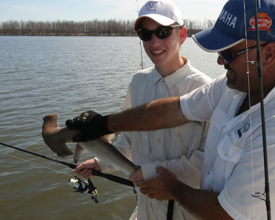 Little Hammerhead
