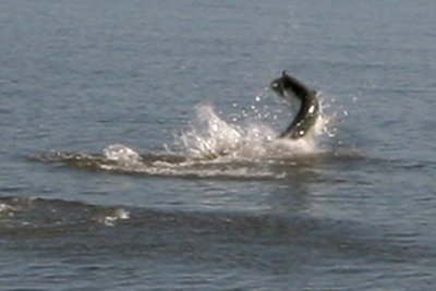 Bruce's monster tarpon