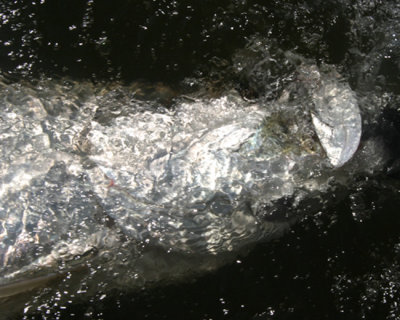 Watercolor tarpon