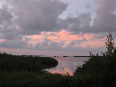 Sunset view over the mangroves