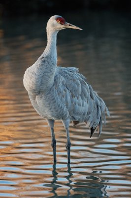 Feathered Finery