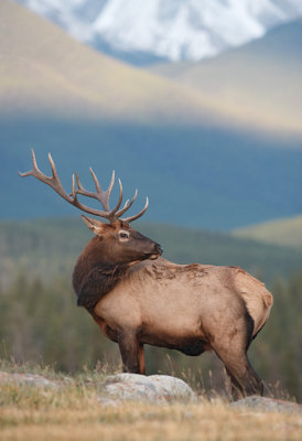 Majesty of Elk