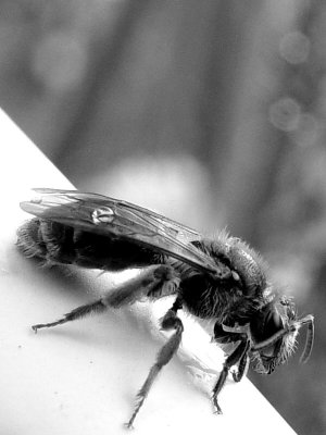 Sony 127Water DropletsBedgraggled Bee