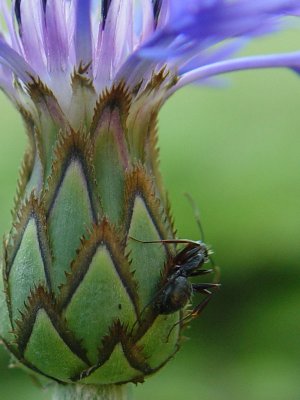 July 14, 2006Cornflower and Ant