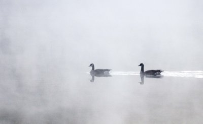 Cruisin Ducks